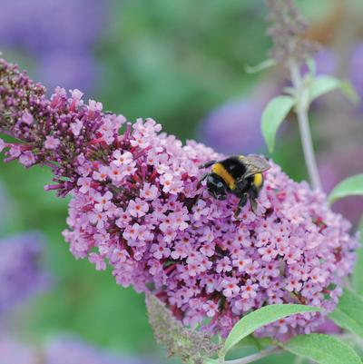 Buddleia Buzz 'Soft Pink'