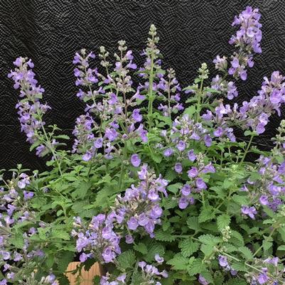 Nepeta faassenii Sylvester Blue™