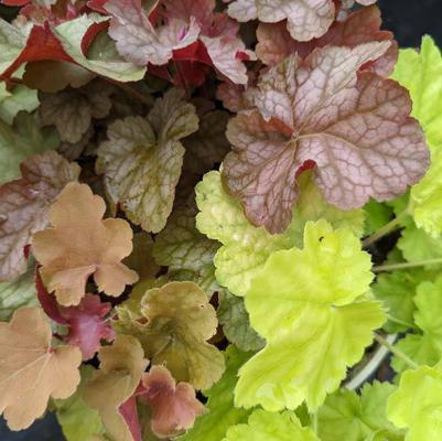 Heuchera Patio Pals Cara Lime