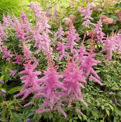 Astilbe arendsii 'Cattleya'