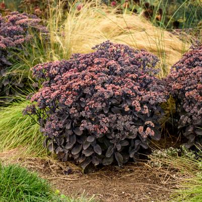Sedum Rock 'N Grow® 'Back in Black'