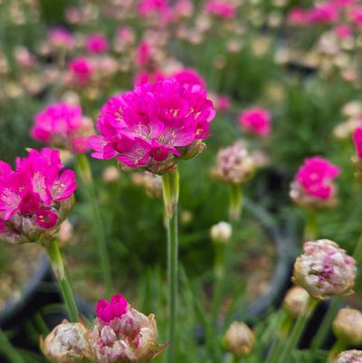 Armeria maritima 'Morning Star Deep Rose'