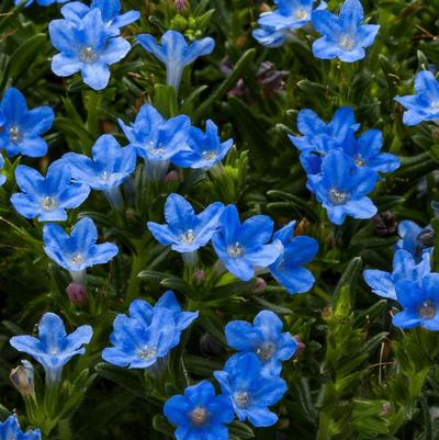 Lithodora Tidepool™ Sky Blue