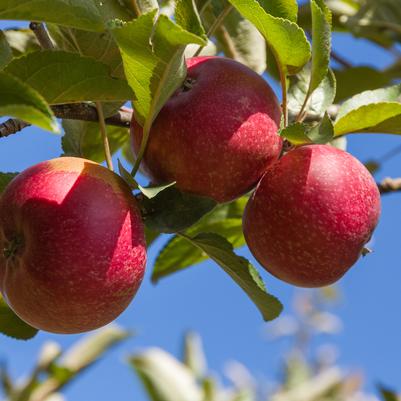 Malus 'Red Rome'