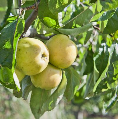 Malus x 'Suncrisp'