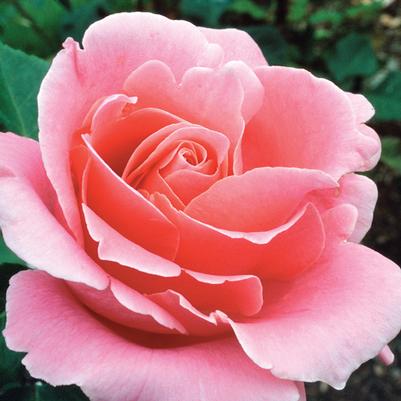 Rosa 'Bewitched'