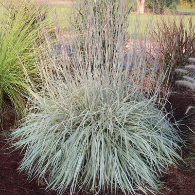 Schizachyrium scoparium 'Shining Star'