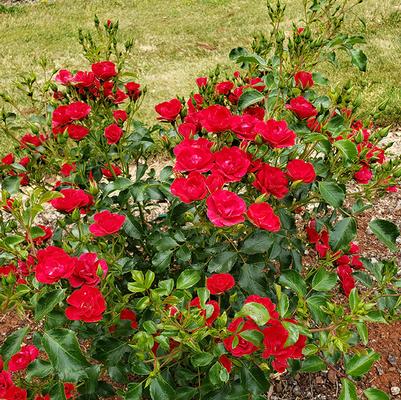 Rosa Flower Carpet® Mini Cherry