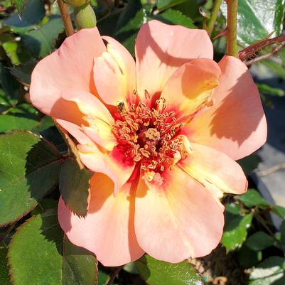 Rosa Flower Carpet® Peach