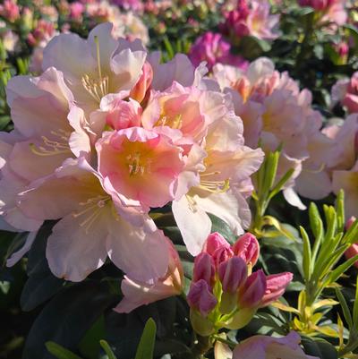 Rhododendron Holden's™ Peach