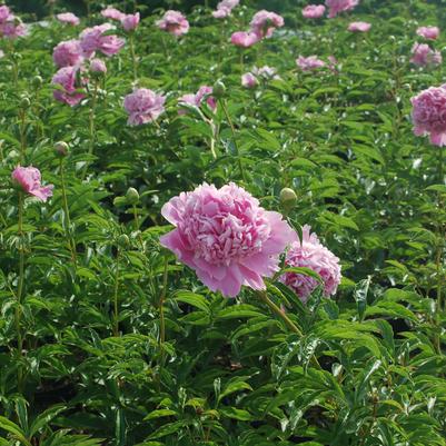 Paeonia lactiflora 'Monsieur Jules Elie'