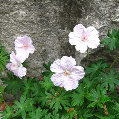 Geranium macrorrhizum 'Ingwersens Variety'