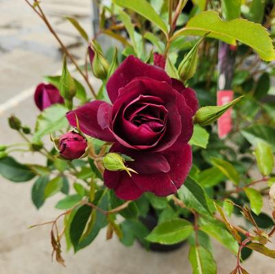 Rosa Burgundy Iceberg