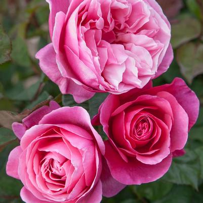 Rosa Dee-Lish®