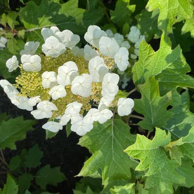 Hydrangea quercifolia Toy Soldier™