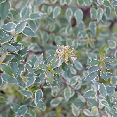 Abelia x grandiflora 'Mucho Gusto'™