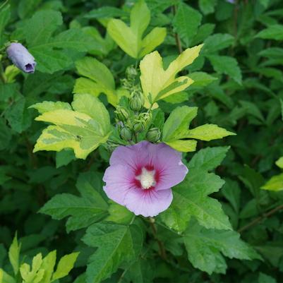 Hibiscus syriacus Paraplu Adorned ™