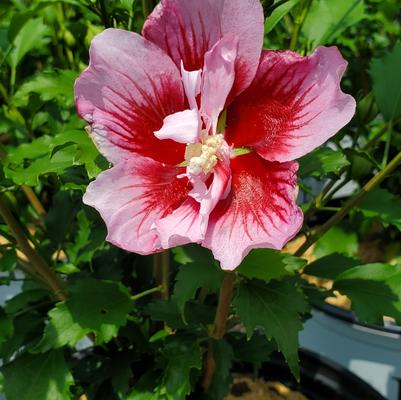 Hibiscus syriacus Red Pillar®