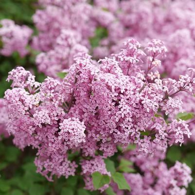 Syringa x Bloomerang® Purpink