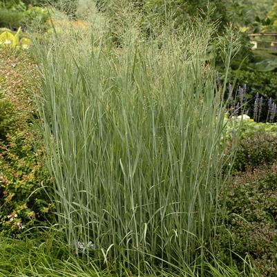 Panicum virgatum 'Heavy Metal'
