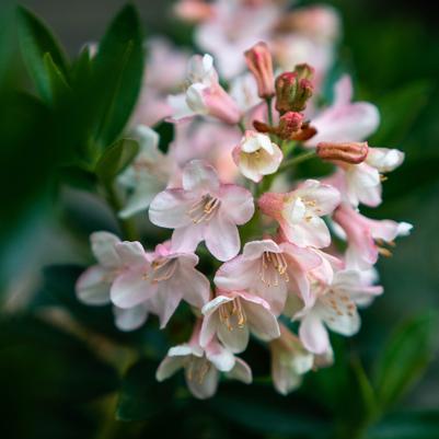 Rhododendron hirsutum x micrantha Bloombux® Blush