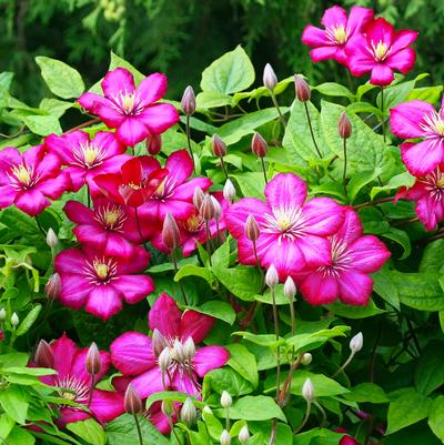Clematis x 'Rouge Cardinal'