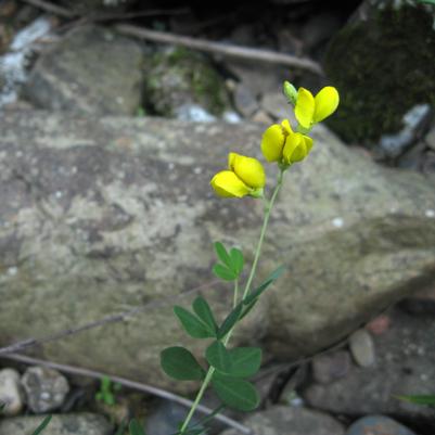 Baptisia tinctoria 