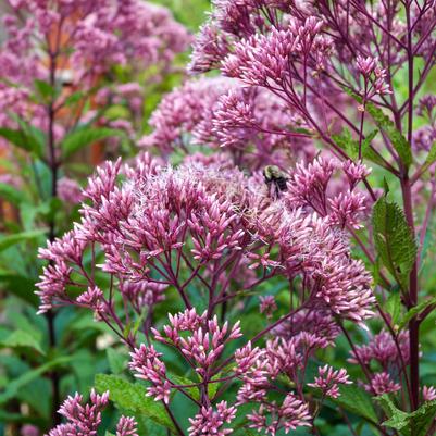 Eupatorium maculatum 