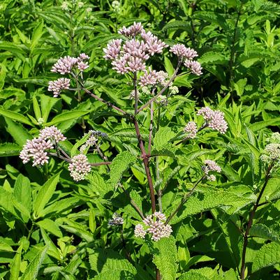Eupatorium purpureum 