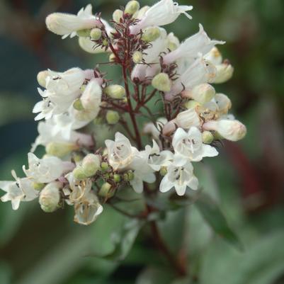 Penstemon digitalis Husker Red