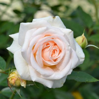 Rosa Flower Carpet® Champagne