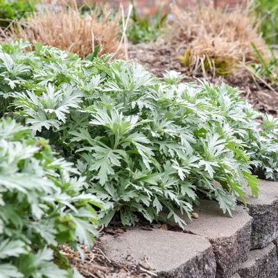 Artemisia hybrid 'Silver Lining'
