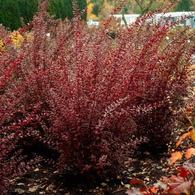 Physocarpus opulifolius Calico Kitty™