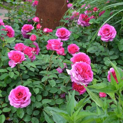 Rosa Flower Carpet® Berry