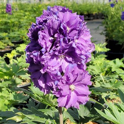 Delphinium Delgenius™ Kingsley