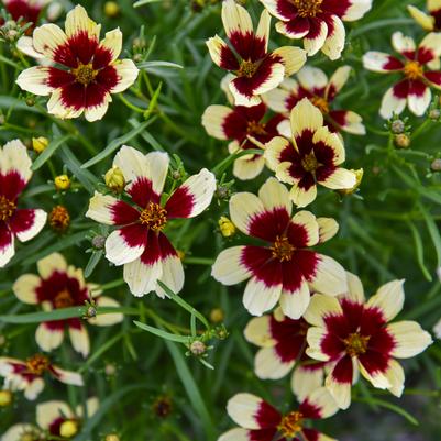 Coreopsis verticillata Designer Threads™ 'Creamy Calico'