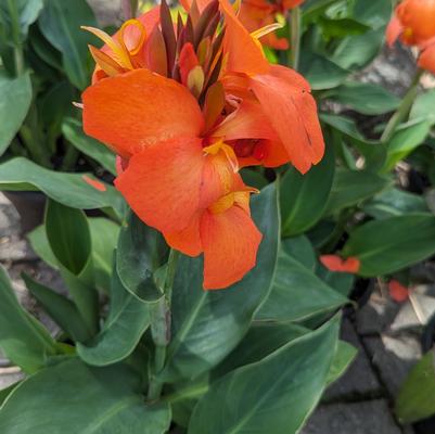 Canna Cannova® Orange Shades