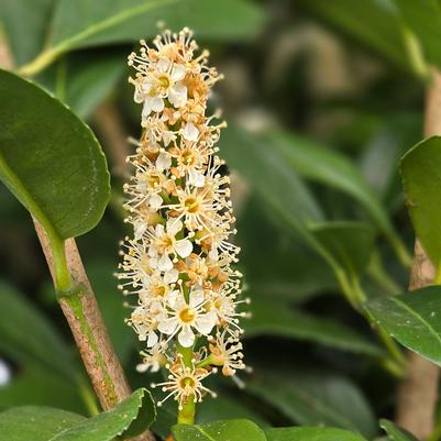 Prunus laurocerasus 'Nana'