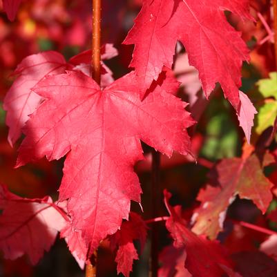 Acer palmatum 'Twombly's Red Sentinel'