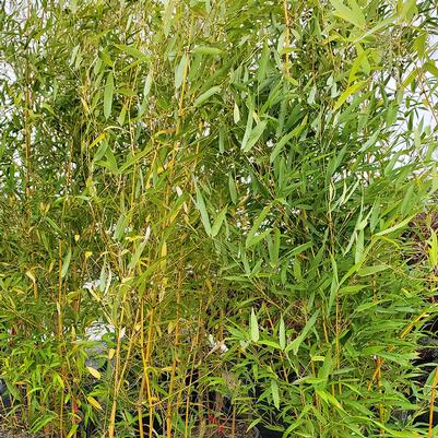Bamboo- Phyllostachys aureosulcata 'Aureocaulis'