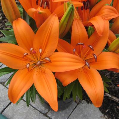 Lilium asiatic 'Matrix Orange'