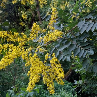 Koelreuteria paniculata 