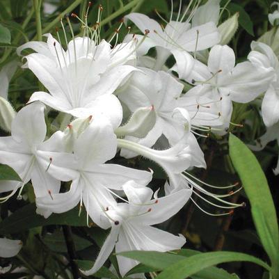 Azalea 'Weston's Innocence'