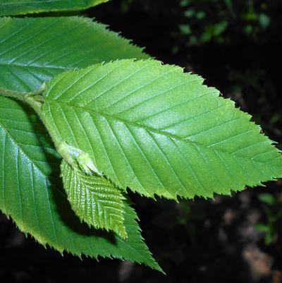 Betula alleghaniensis 