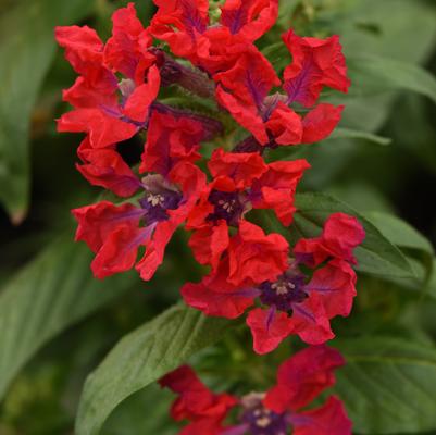 Cuphea Sweet Talk™ Red