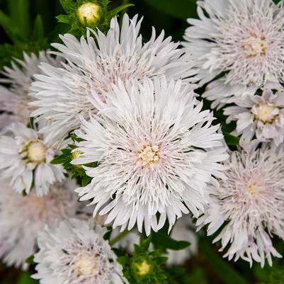 Stokesia laevis TOTALLY STOKED™ 'Whitecaps'