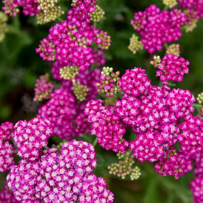 Achillea x 'Firefly Fuchsia'