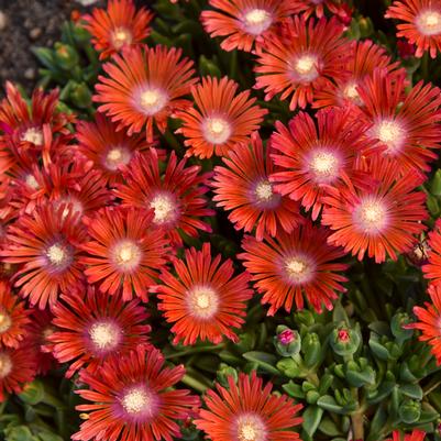 Delosperma KALEIDOSCOPE™ 'Dancing Embers'