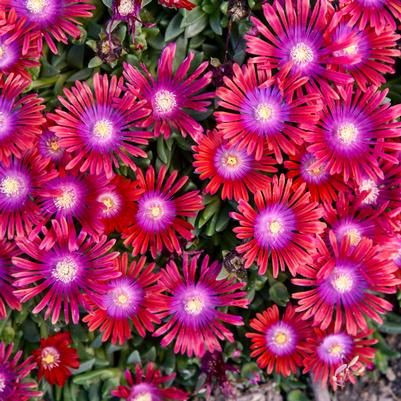 Delosperma KALEIDOSCOPE™ 'Razzle Dazzle'