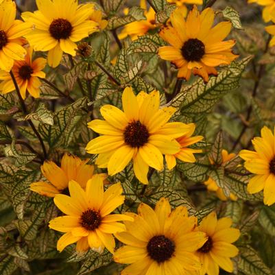 Heliopsis helianthoides 'Touch of Blush'